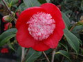 vignette Camellia japonica 'Sundae'
