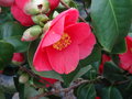 vignette Camellia japonica (centenaire)