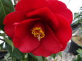 vignette Camellia japonica 'Royal Velvet'