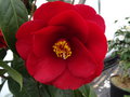 vignette Camellia japonica 'Royal Velvet'
