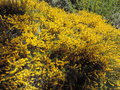 vignette Acacia enterocarpa