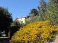 vignette Acacia enterocarpa