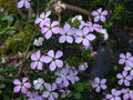 vignette Acmadenia alternifolia