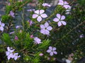 vignette Acmadenia alternifolia
