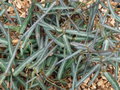 vignette Trachelospermum asiaticum 'Theta' ou Trachelospermum jasminoides 'Waterwheel'