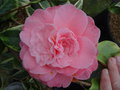 vignette Camellia japonica 'Kerguelen' fleur double