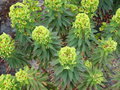 vignette Euphorbia 'Baby Charm'