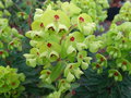 vignette Euphorbia 'Baby Charm'