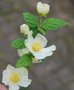 vignette Kerria japonica 'White Cloud'