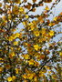 vignette Fremontodendron californicum ,