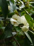 vignette Michelia crassipes, (magnoliaceae) , Asie