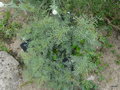 vignette Ruta angustifolia , Bassin mditerranen