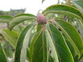 vignette Cornus capitata - Cornouiller porte fraise