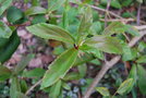 vignette Ribes laurifolium   /   Grossulariacées   /   Sichouan