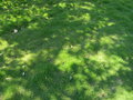 vignette Zoysia tenuifolia