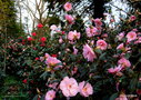vignette Camellias dans mon petit parc