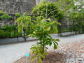 vignette Magnolia officinalis var.biloba ,