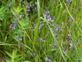 vignette Tractema / Scilla lilio-hyacinthus
