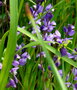 vignette Tractema / Scilla lilio-hyacinthus,