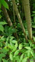 vignette Staphylea, (staphyleaceae) ,  Amrique du Nord