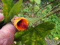 vignette Abutilon megapotamicum little imp premières fleurs au 03 04 5