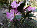 vignette Rhododendron elegantulum au bel indumentum fauve au 02 04 15