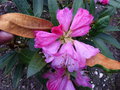 vignette Rhododendron elegantulum autre vue au 31 03 15