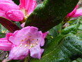 vignette Rhododendron elegantulum gros plan au 30 03 15 15