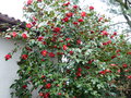 vignette Camellia japonica Grand prix immense au 30 03 15