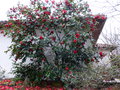 vignette Camellia japonica Grand prix immense au 26 03 15