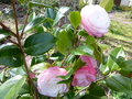 vignette Camellia japonica Desire au 22 03 15
