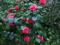 vignette Camellia japonica Margherita Coleoni au 28 03 15