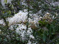 vignette Clematis armandii qui fleurit  dans la ceanothus cascade au 29 03 15