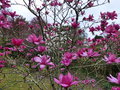 vignette Magnolias Vulcan et loebneri merrill au nord du jardin au 03 04 15