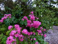 vignette Rhododendron Boskoop ostara au 30 03 15