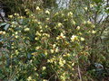 vignette Rhododendron Lutescens au 23 03 15