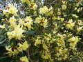 vignette Rhododendron Lutescens gros plan au 30 03 15