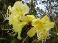 vignette Rhododendron Lutescens autre gros plan au 22 03 15