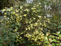 vignette Rhododendron Lutescens autre gros plan au 28 03 15