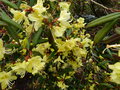 vignette Rhododendron Lutescens autre vue au 28 03 15