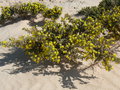 vignette Ononis variegata, Fuerteventura