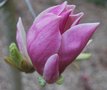 vignette Magnolia cv. (M. acuminata X M. x soulangeana 'Picture')