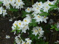 vignette Rhododendron 