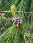 vignette Pinus wallichiana,  Bhutan Pine ,