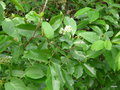 vignette Prunus lusitanica subsp. azorica ?