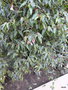 vignette Begonia albopicta 