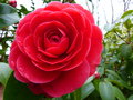 vignette Camellia japonica Coquettii magnifique au 04 04 15