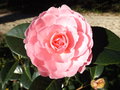 vignette Camellia 'E G Waterhouse'