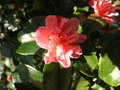 vignette Camellia 'Fragant Pink'