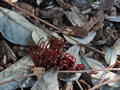 vignette Grevillea laurifolia